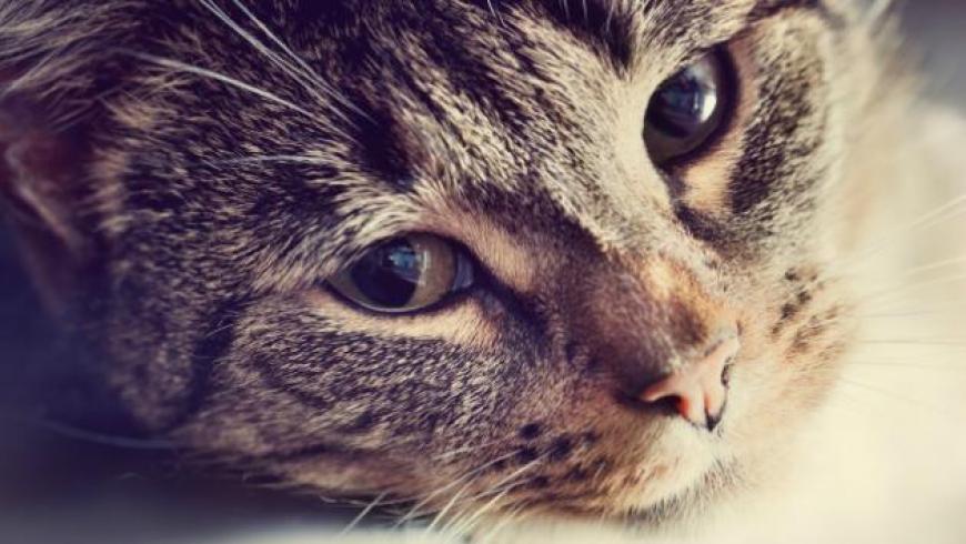 Día Mundial del Gato: 20 curiosidades que quizá no sabes de estos felinos